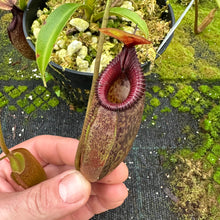 Load image into Gallery viewer, N. aristolochioides x edwardsiana EP small
