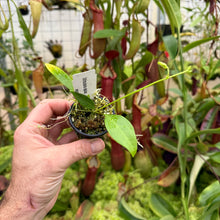 Load image into Gallery viewer, Utricularia alpina
