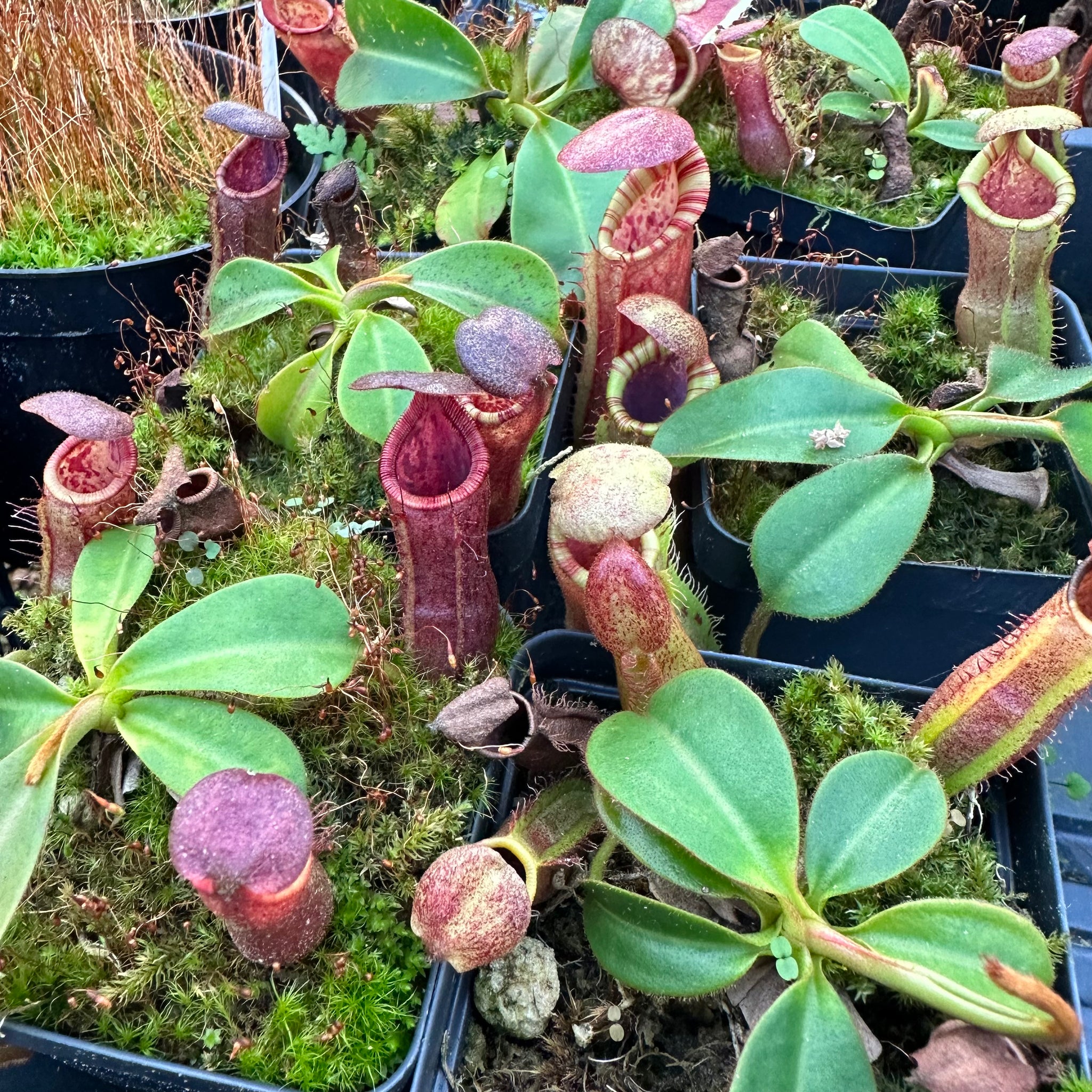 Nepenthes [(lowii x campanulata) x burbidgeae] x veitchii 'Candy Dreams' -  Redleaf Exotics – RedLeaf Exotics