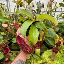 Load image into Gallery viewer, #1 N. {[Rokko x (zakriana x spectabilis)] x Trusmadiensis} - purple x {maxima x [(stenophylla x lowii) x (Rokko x veitchii)]} RE-185
