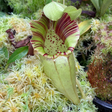 Load image into Gallery viewer, N. ovata RE-3002
