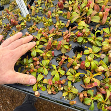 Load image into Gallery viewer, N. {[lowii x (northiana x veitchii)] x veitchii (m) x veitchii ‘Candy Dreams’ RE-0178
