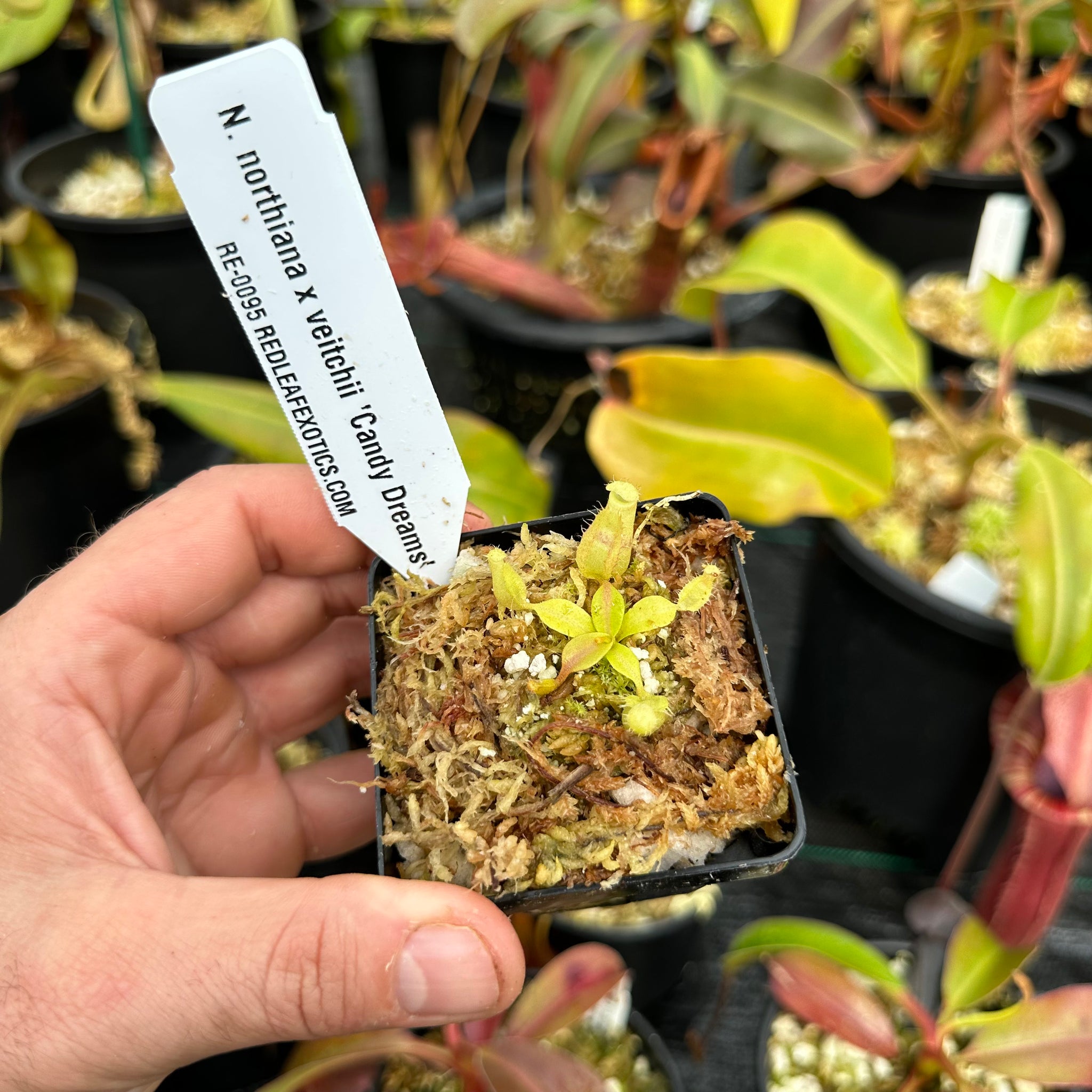 Nepenthes northiana x veitchii 'Candy Dreams' - Redleaf Exotics