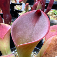 H. exappendiculata - Aprada