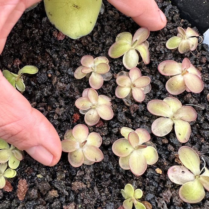 Pinguicula laueana - Mexican Butterwort