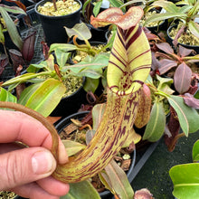 Load image into Gallery viewer, #1 N. [(Rokko ‘Exotica’ x boschiana) x veitchii] (a) x mollis medium
