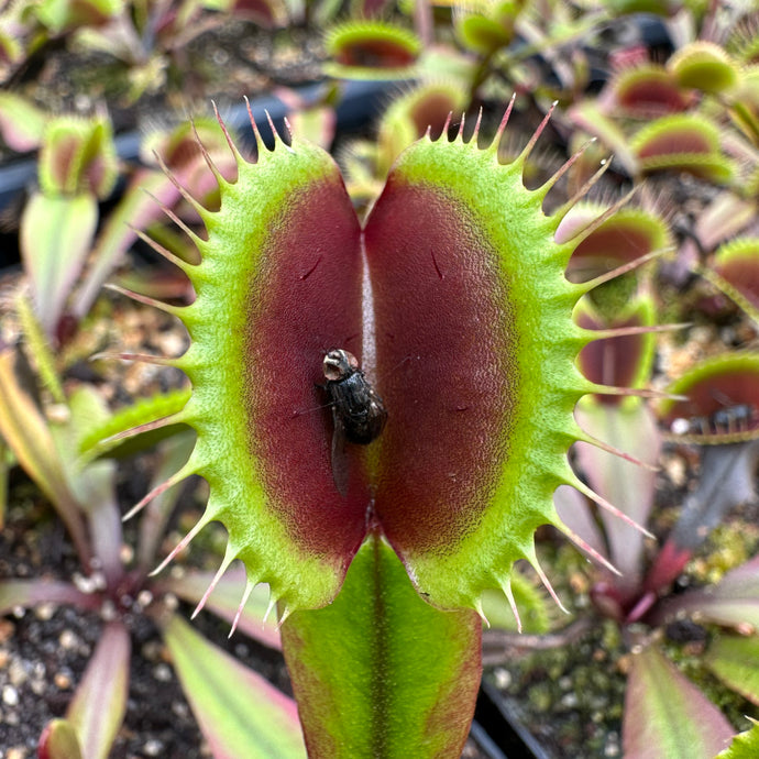 Dionaea ‘Akai Ryu’ - Redleaf Exotics 