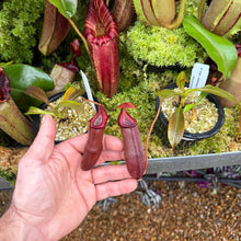 Load image into Gallery viewer, N. ovata x edwardsiana EP medium
