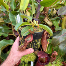 Load image into Gallery viewer, #17 N. minima x {[(Rokko ‘Exotica x boschiana) x veitchii] x edwardsiana} RE-0183
