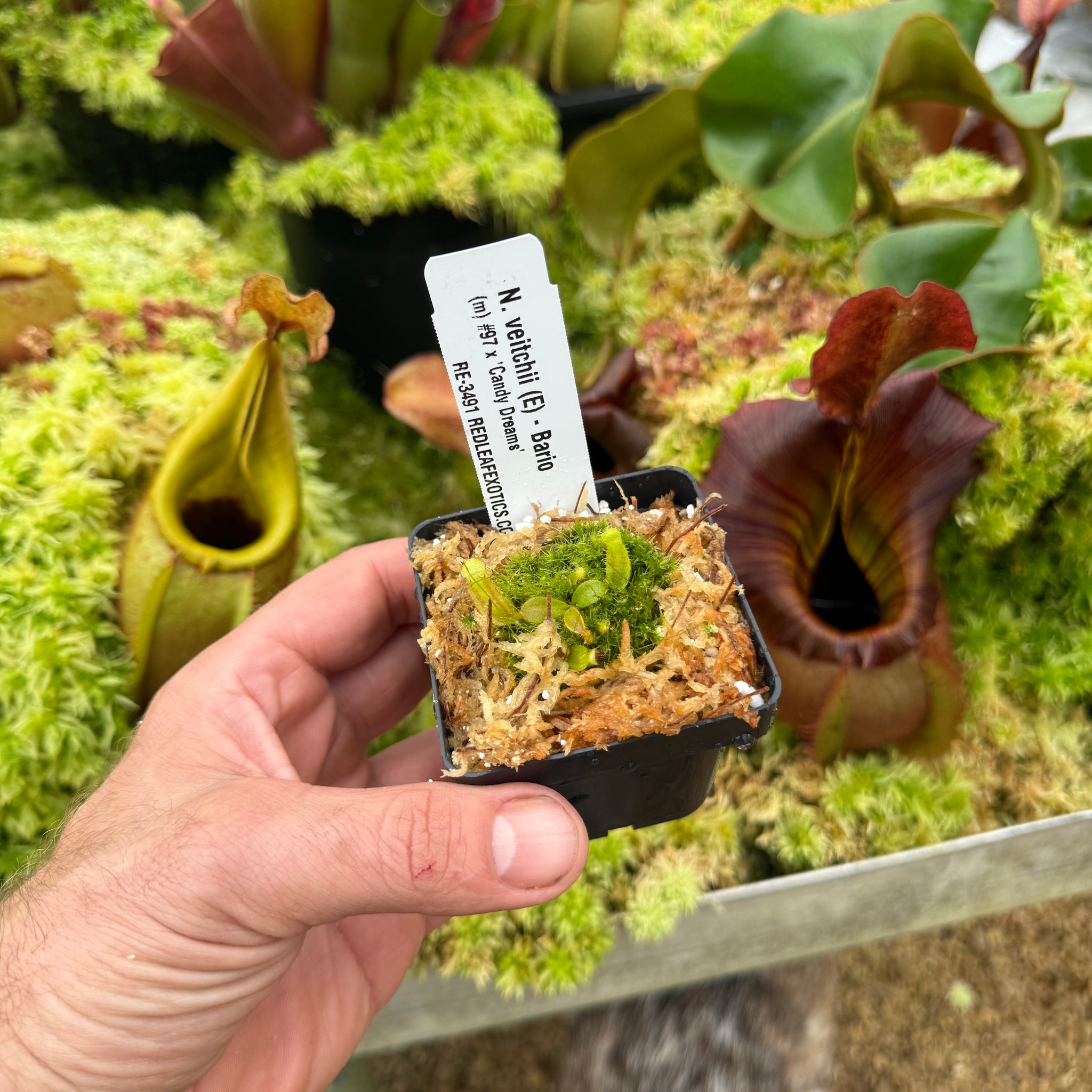 Nepenthes veitchii (E) - (m) #97 x 'Candy Dreams' RE-3491