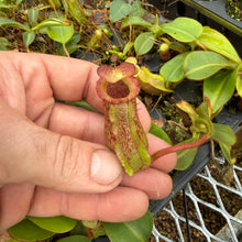 Load image into Gallery viewer, N. {[lowii x (northiana x veitchii)] x veitchii (m) x ‘Ruffles’ RE-0200
