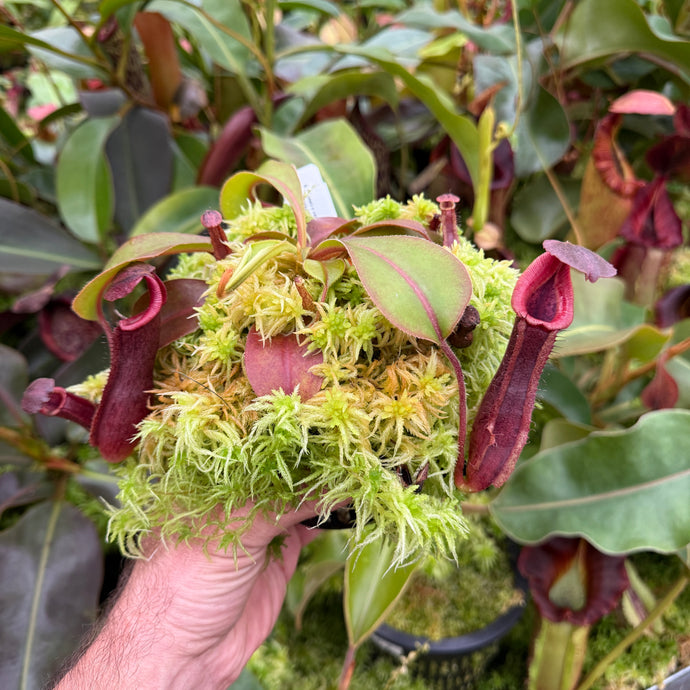 #1 N.  {[(lowii x veitchii) x boschiana] x [(veitchii x maxima) x veitchii]} (a) x (lingulata x veitchii) RE-0147