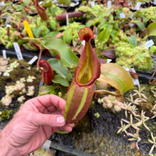 Load image into Gallery viewer, #1 N. veitchii (m) - giant x [(veitchii x maxima) x veitchii] EP
