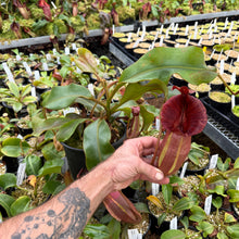 Load image into Gallery viewer, #40 N. [(Rokko ‘Exotica’ x boschiana) x veitchii] x [(veitchii x maxima) x veitchii] EP
