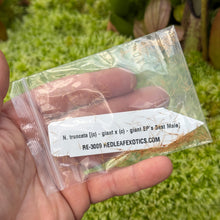 Load image into Gallery viewer, SEED  N. truncata [(c) - giant x (c) - giant, Best Male] RE-3009
