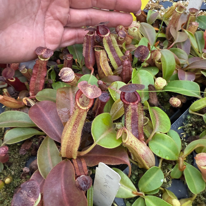 N.  [(Rokko 'Exotica' x boschiana) x veitchii] (a) x [(lowii x veitchii) x boschiana] - BEST RE-0173