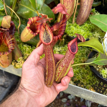 Load image into Gallery viewer, #18 N. minima x {[(Rokko ‘Exotica x boschiana) x veitchii] x edwardsiana} RE-0183 2 x plants
