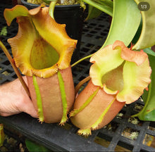 Load image into Gallery viewer, N. ‘Ruffles’ - (lowii x veitchii) x (sibuyanensis x Trusmadiensis) x veitchii (m) EP  Rooted cutting
