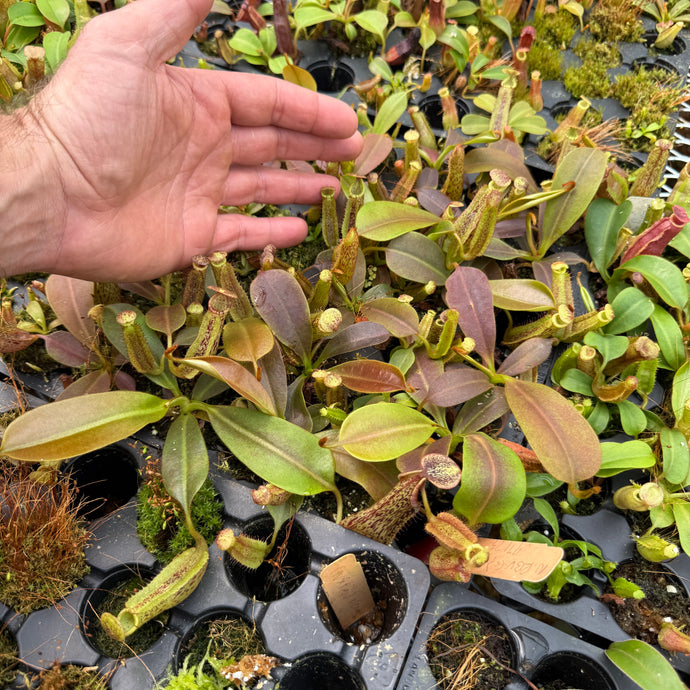New Release! N.  (Rokko 'Exotica' x boschiana) x veitchii (a) x platychila - Best RE-0161