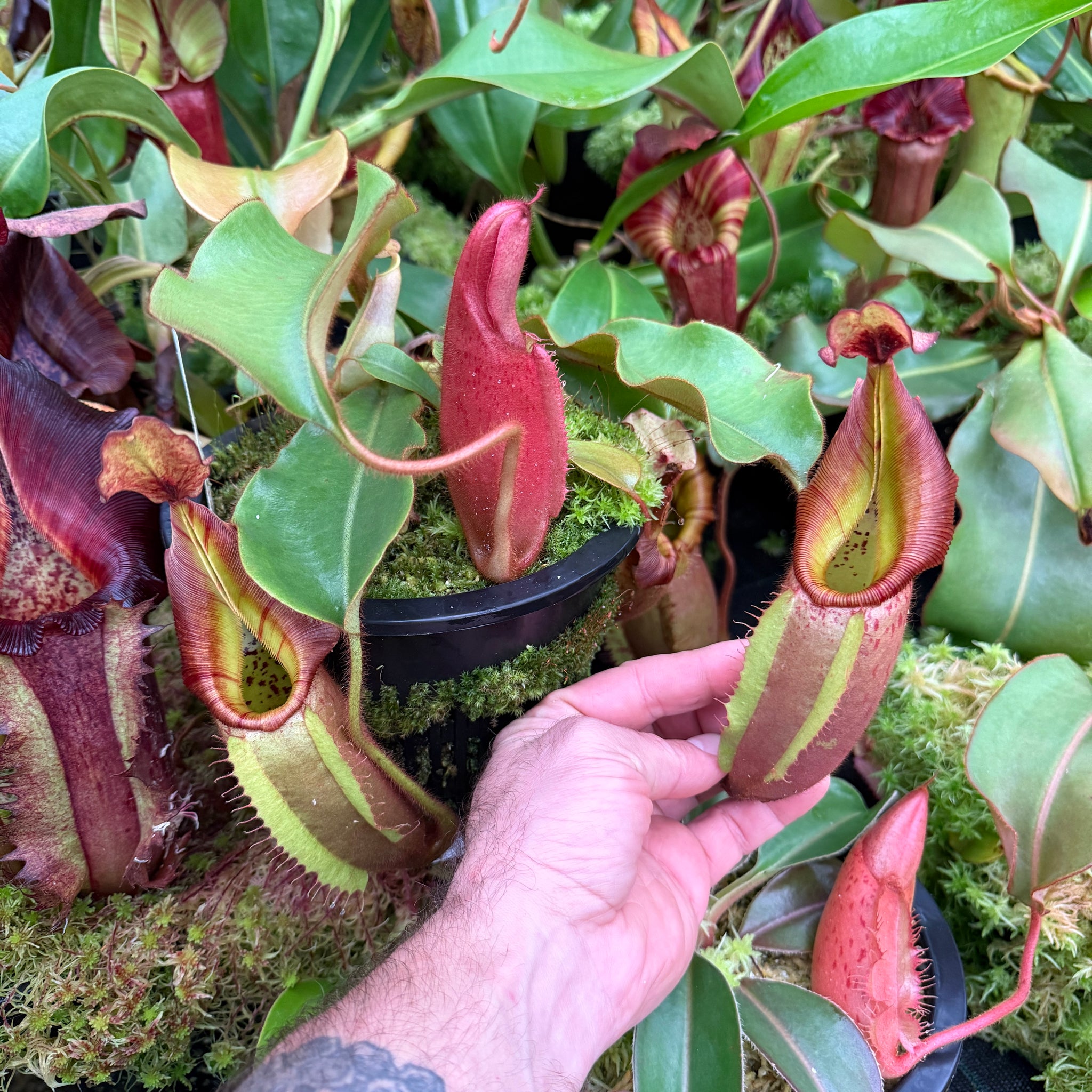 Nepenthes {[(lowii x veitchii) x boschiana] x [(veitchii x maxima