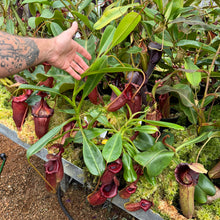 Load image into Gallery viewer, #1 N. [(Rokko ‘Exotica’ x boschiana) x veitchii] (a) x Sabre ‘Dark Cherry’ – 2nd grex
