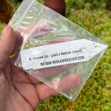 Load image into Gallery viewer, SEED  N. truncata [(c) - giant x Reddish Leaves] RE-3008
