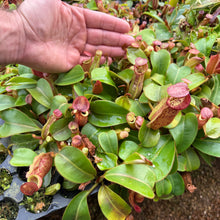 Load image into Gallery viewer, N.  [(Rokko &#39;Exotica&#39; x boschiana) x veitchii] (a) x veitchii (m) #98 RE-0135
