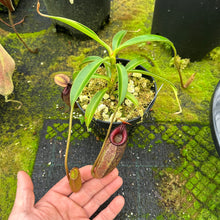 Load image into Gallery viewer, N. aristolochioides x edwardsiana EP small
