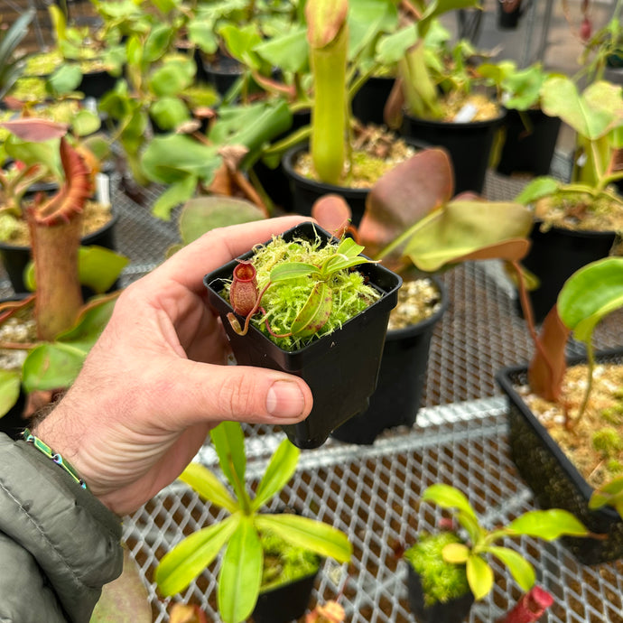 Nepenthes undulatifolia - redleaf exotics - carnivorous plants 