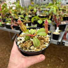 Load image into Gallery viewer, N. [(lowii x veitchii) x boschiana] x veitchii &#39;Candy Dreams RE-0092  NEW GREX
