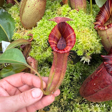Load image into Gallery viewer, #4 N. {[(lowii x veitchii) x boschiana] x [(veitchii x maxima) x veitchii]} x {[(Rokko ‘Exotica’ x boschiana) x veitchii] x edwardsiana} RE-0137
