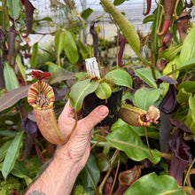 Load image into Gallery viewer, #40 N. (veitchii x burbidgeae) - pink x veitchii 'Candy Dreams' RE-0162
