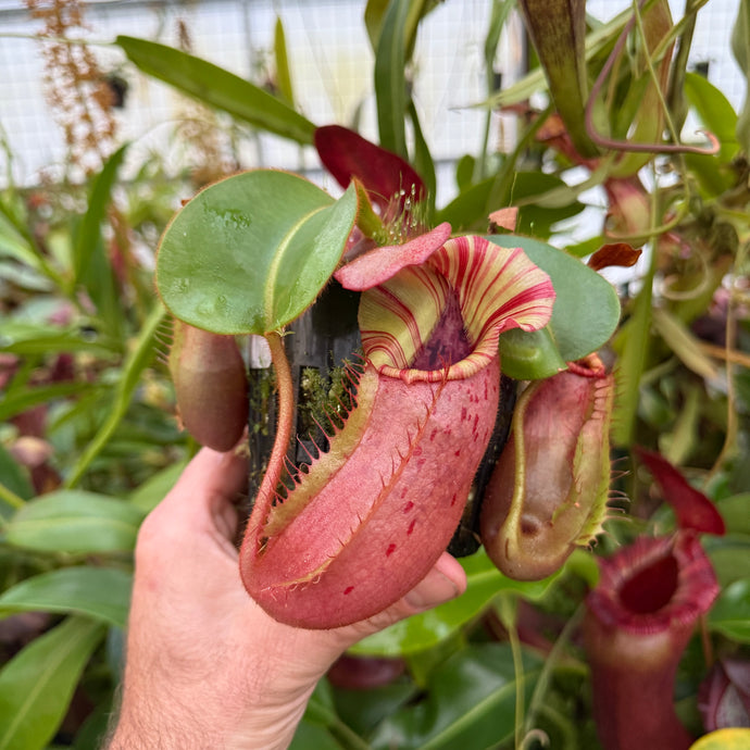 #1 N. {[lowii x (northiana x veitchii)] x veitchii (m) x veitchii ‘Candy Dreams’ RE-0178