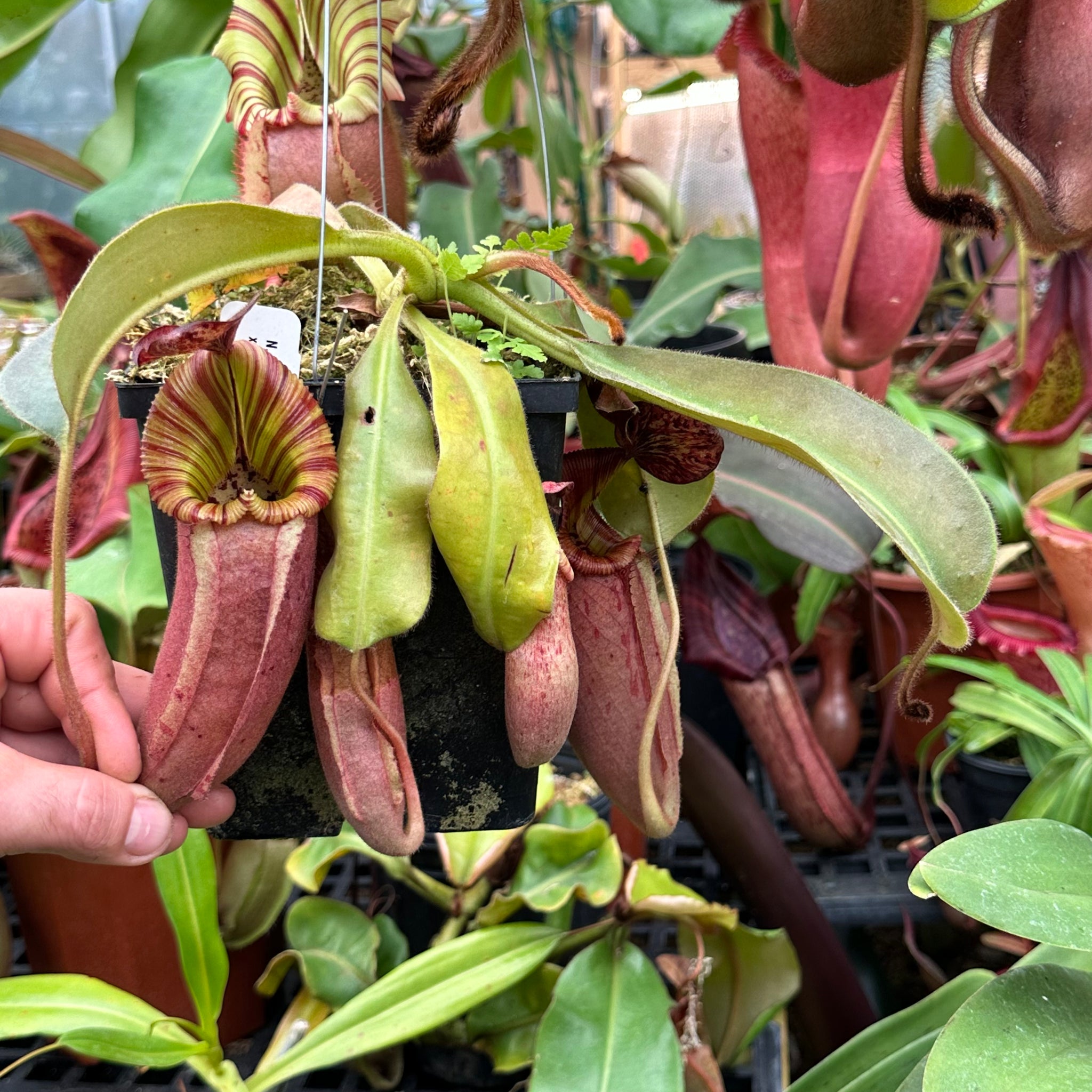 Nepenthes veitchii - gold x (burbidgeae x edwardsiana) x [(veitchii x  maxima) x veitchii] – RedLeaf Exotics