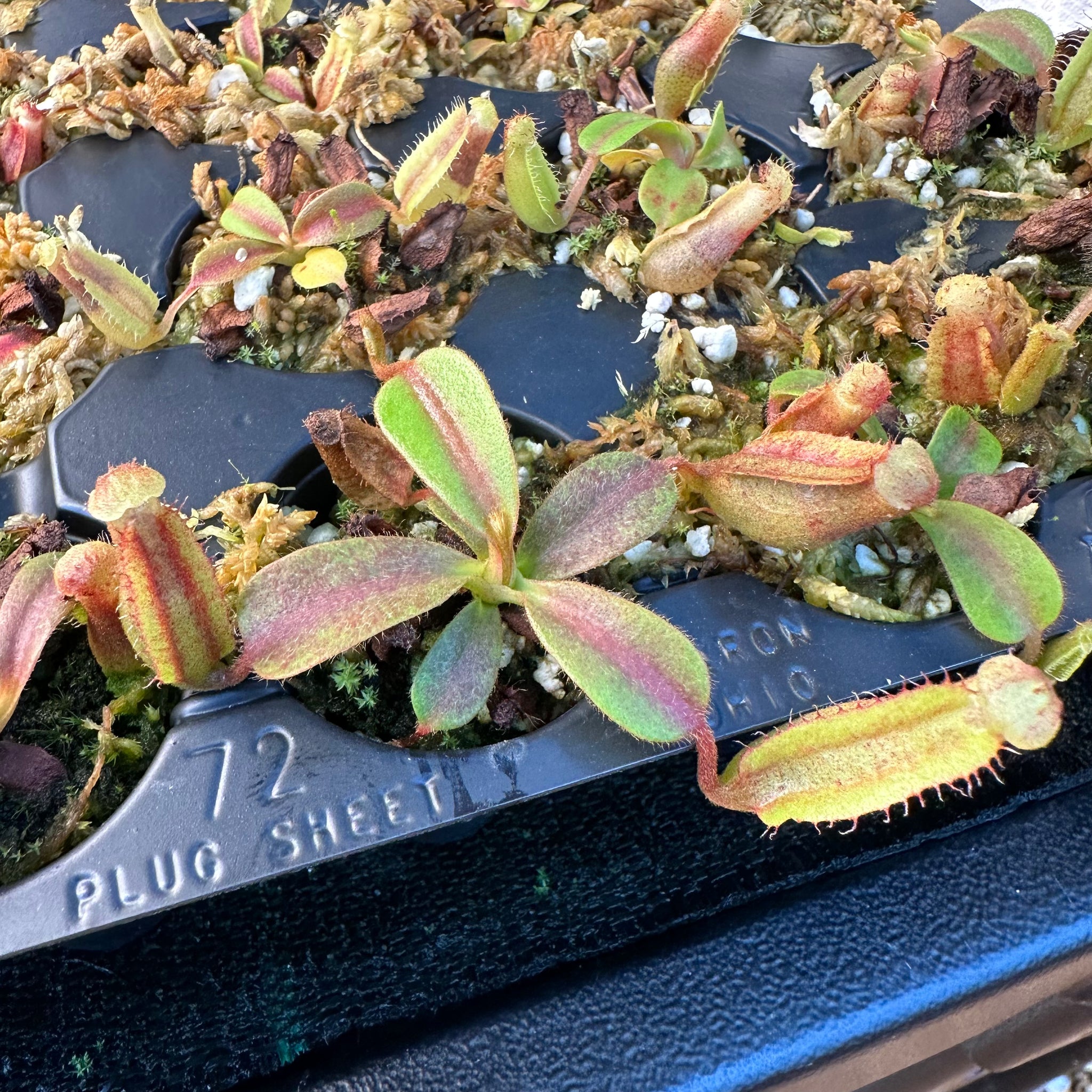 N. [(lowii x veitchii) x Tiveyi] x veitchii 'Red Tiger' RE