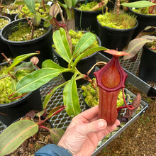 Load image into Gallery viewer, N. (ventricosa x sibuyanensis) x (truncata x trusmadiensis) EP SPECIMEN
