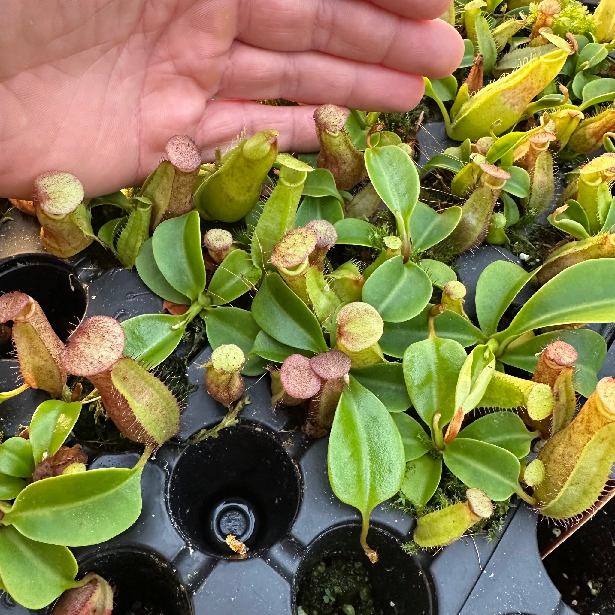 ナリナリ I wanted to highlight our N. northiana x nebularum EP RE-0125. If