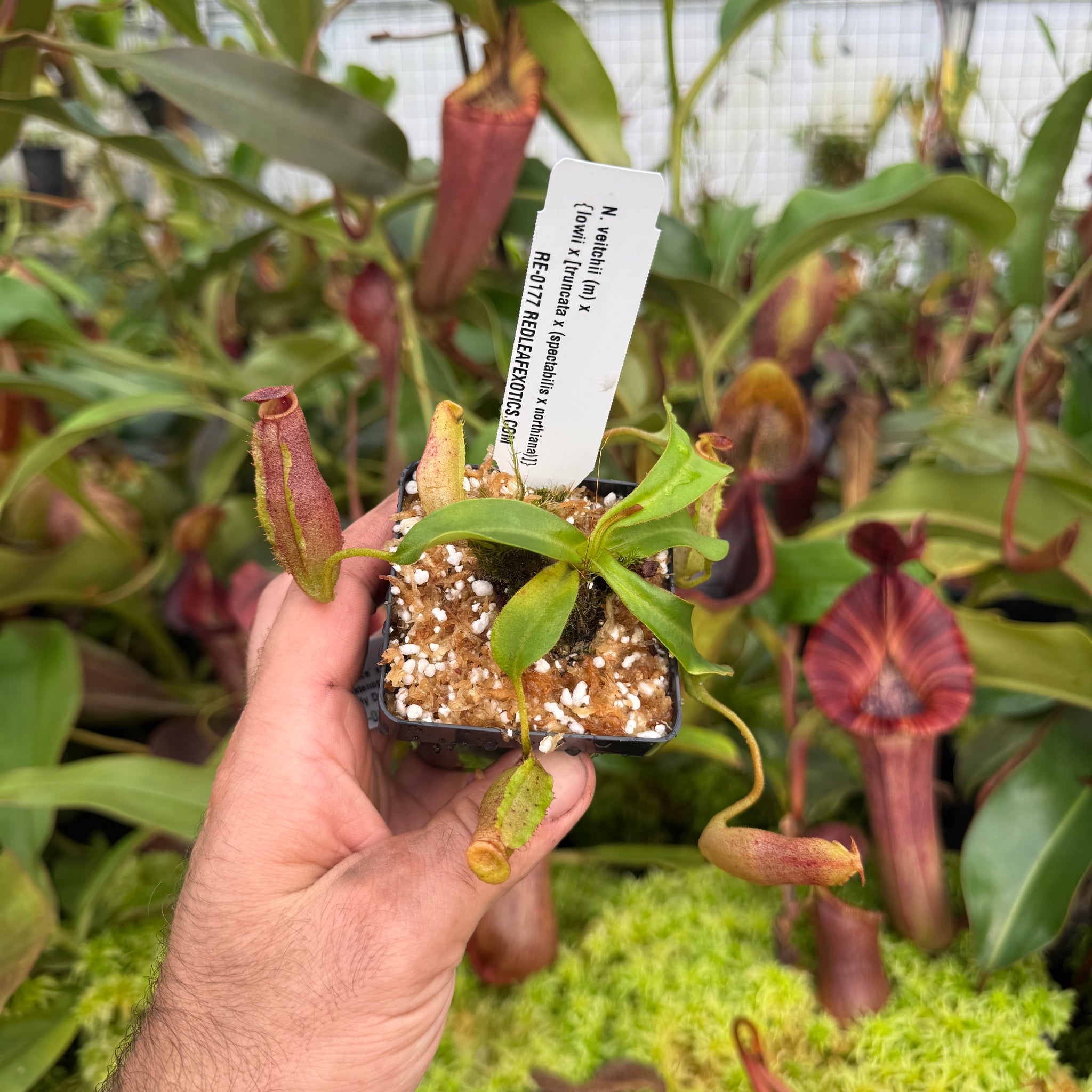 N. veitchii (m) x {lowii x [truncata x (spectabilis x northiana