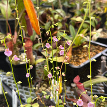 Load image into Gallery viewer, Utricularia calycifida
