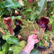 Load image into Gallery viewer, #65 N.  [(lowii x veitchii) x boschiana] x [(veitchii x maxima) x veitchii] EP 3rd grex
