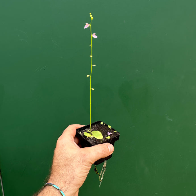 Utricularia calycifida