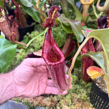 Load image into Gallery viewer, N. [(lowii x veitchii) x boschiana] – squat x eymae – Tambusisi EP medium
