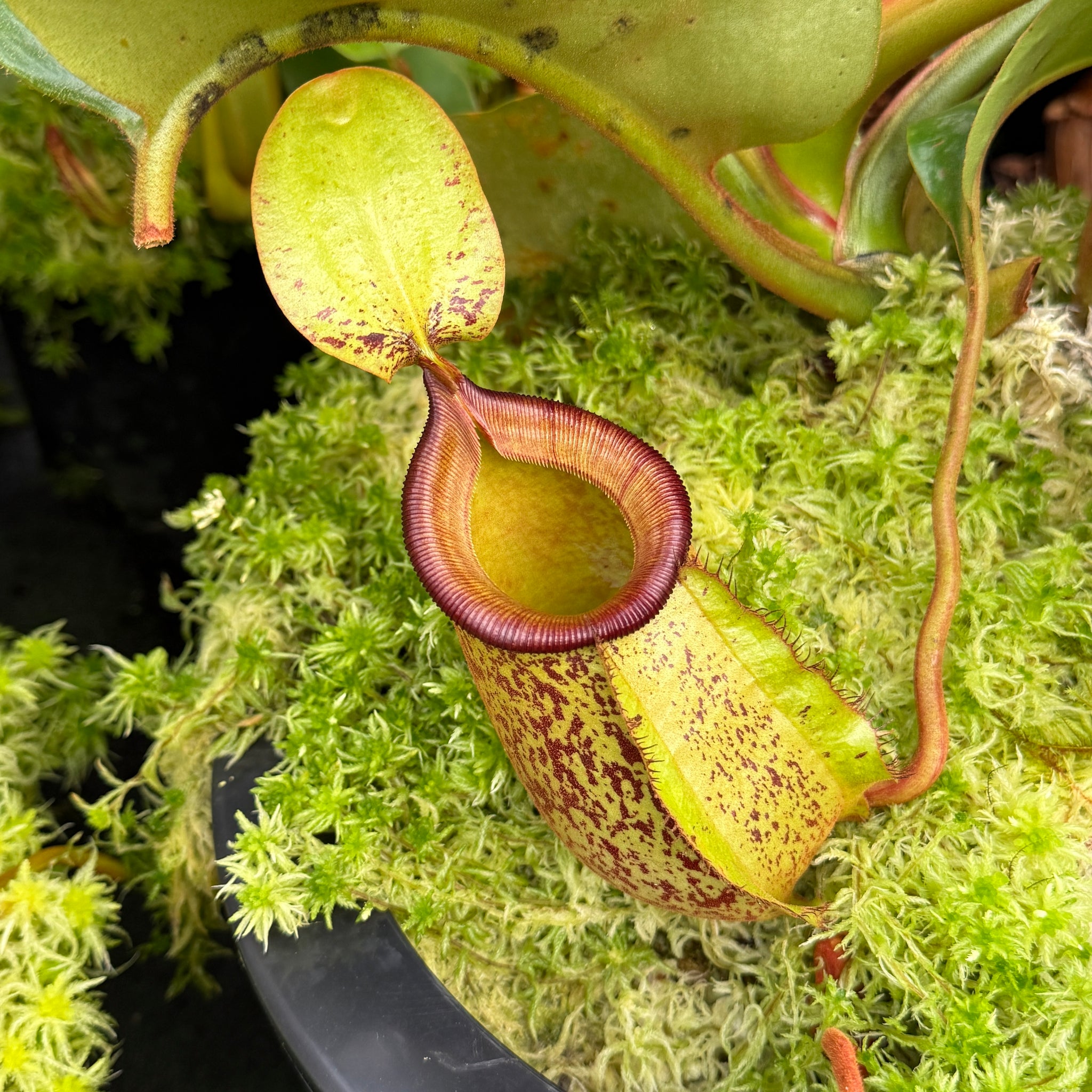 Nepenthes For Sale - Redleaf Exotics – RedLeaf Exotics