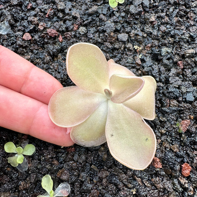 Pinguicula 'Pirouette' -  Mexican Butterwort