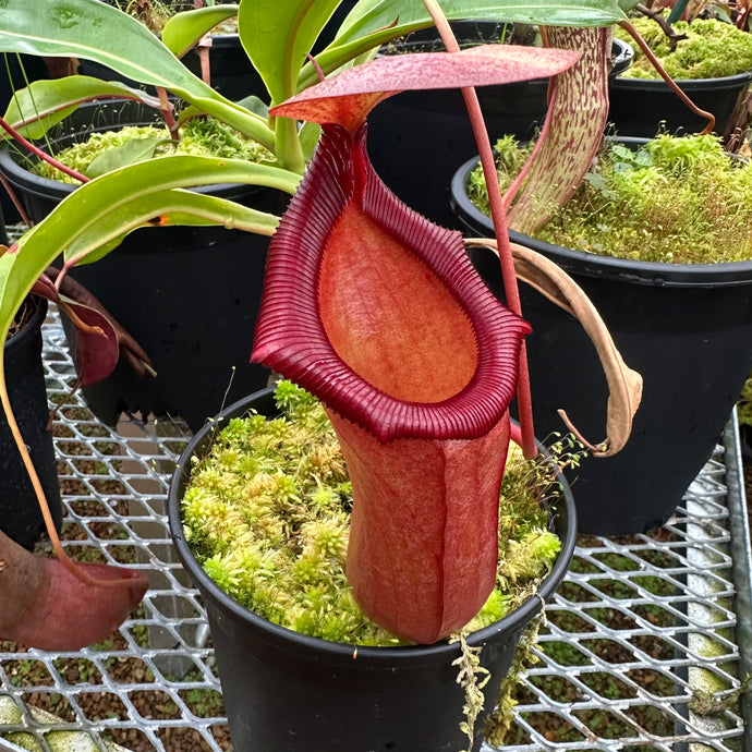 N. (ventricosa x sibuyanensis) x (truncata x trusmadiensis) EP SPECIMEN