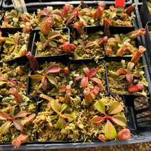 Load image into Gallery viewer, N. [(lowii x veitchii) x boschiana] x veitchii &#39;Candy Dreams RE-0092  NEW GREX
