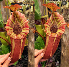 Load image into Gallery viewer, N. (platychila x rajah) x veitchii (m) EP Rooted Cuttings FEMALE*
