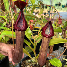 Load image into Gallery viewer, #50 N. (spectabilis x truncata) x boschiana) x edwardsiana EP ROOTED Cutting
