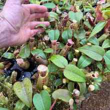 Load image into Gallery viewer, N. (veitchii x burbidgeae) - pink x veitchii 'Candy Dreams' RE-0162
