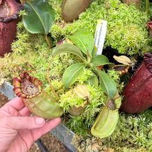 Load image into Gallery viewer, #1 N. northiana x veitchii 'Candy Dreams' RE-0095

